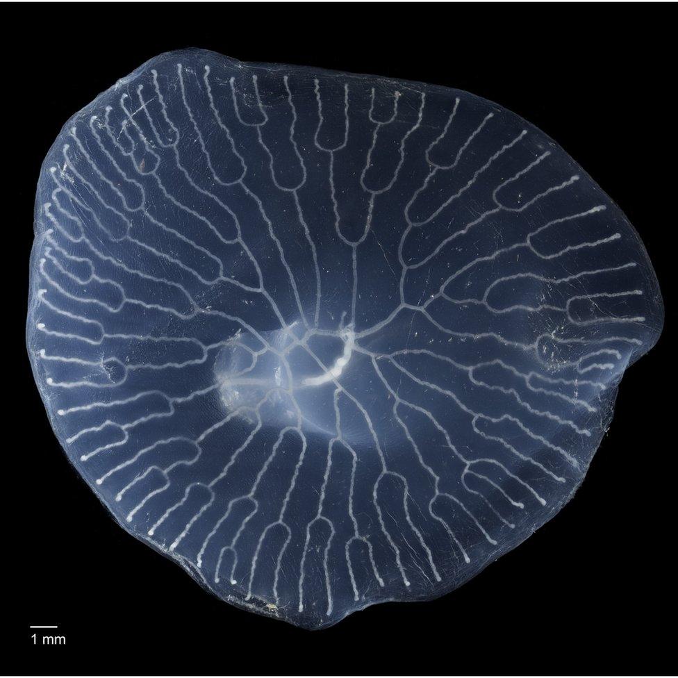 Top-down view of Dendrogramma