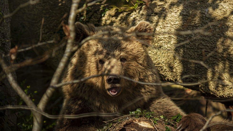 Orphaned bear