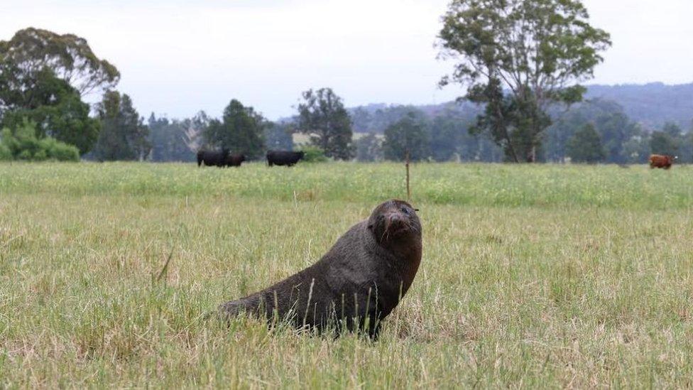 A New Zealand fur seal found in an cow paddock in rural New South Wales