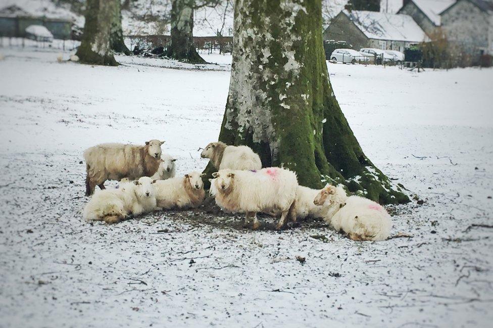 Defaid yn cysgodi yn Ganllwyd, ger Dolgellau