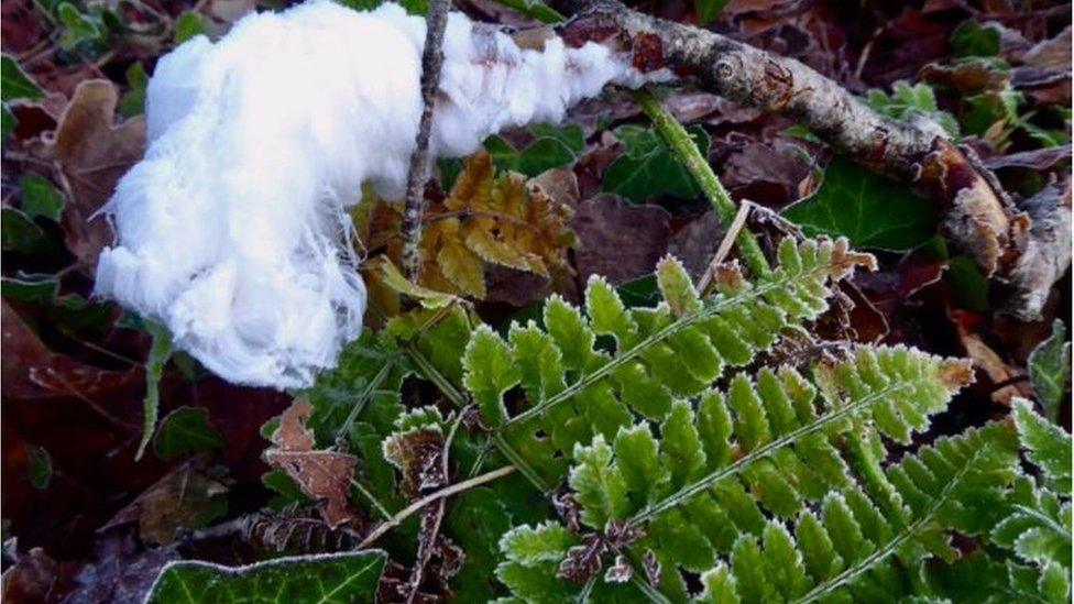 Kenny Allen captured ice hair on the ground during a walk in Cranny