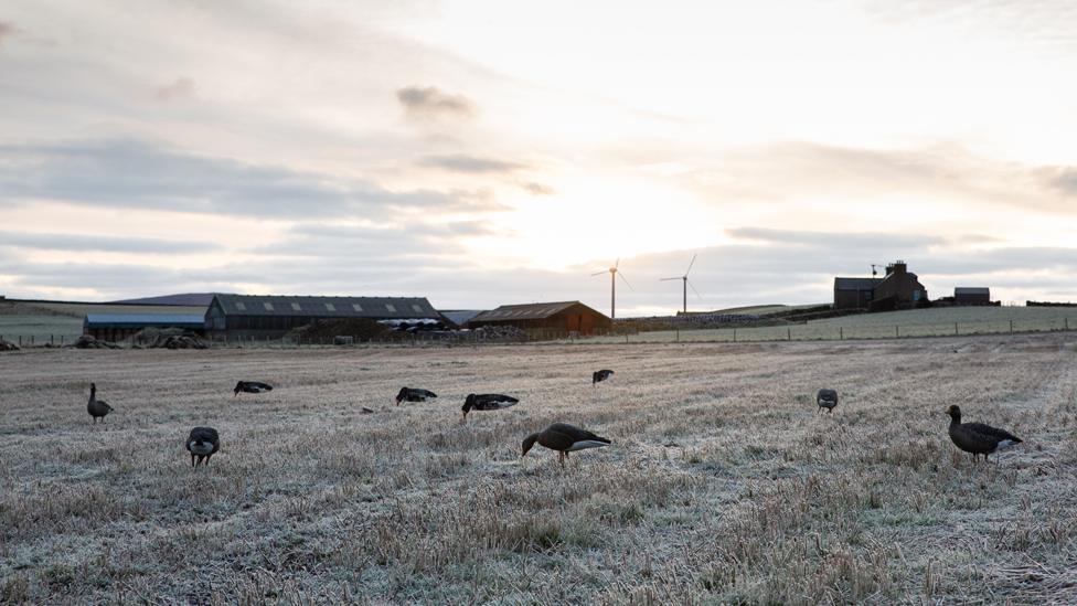 geese grazing