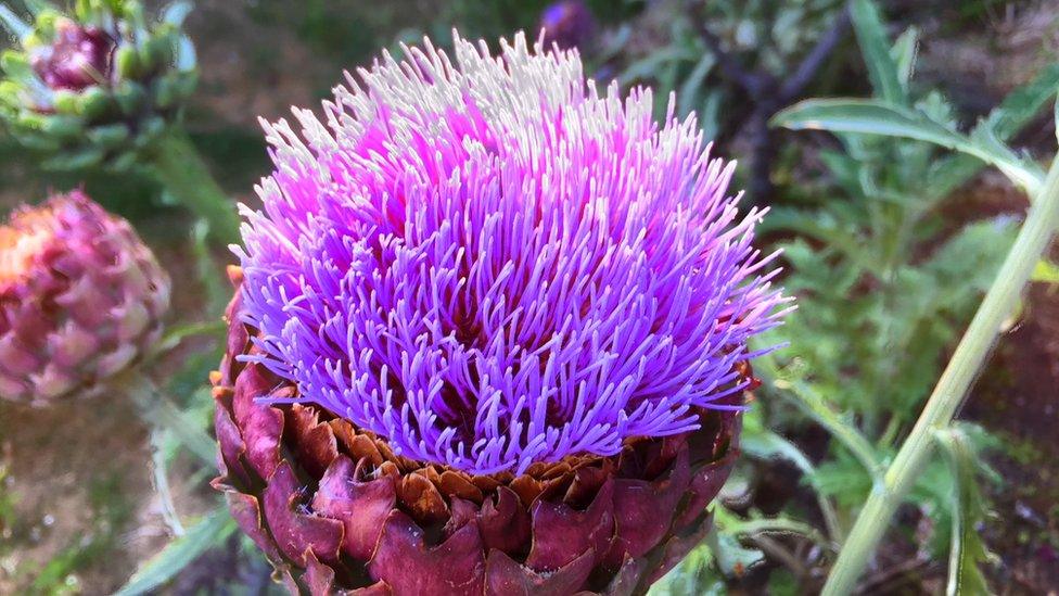 Artichoke with purple thistles