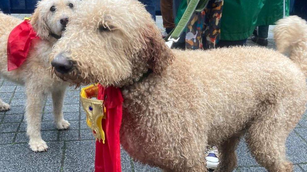 Humphrey the Labradoodle with his crown collar in Brighton