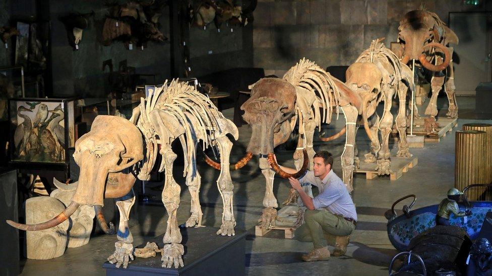 The mammoth skeletons