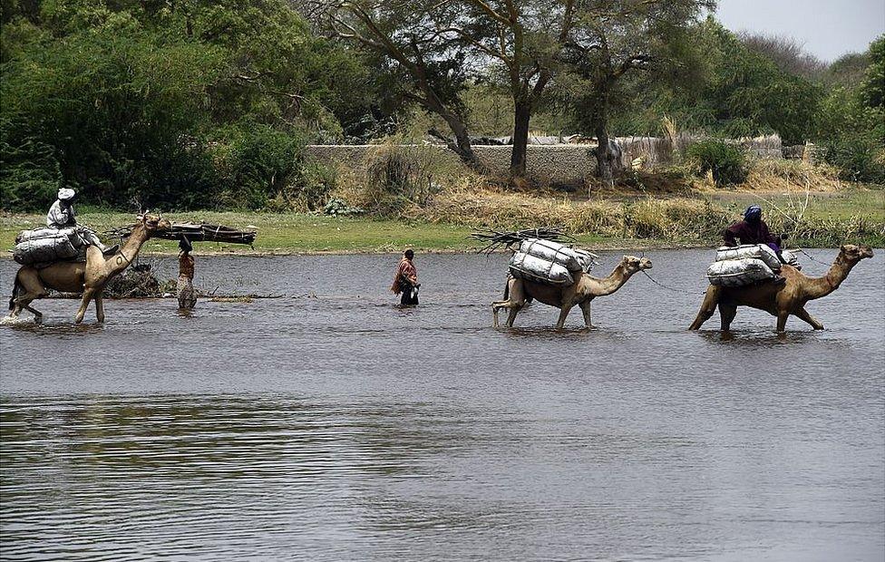 Camels crossing Lake Chad