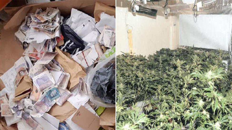 Seized money and cannabis plants