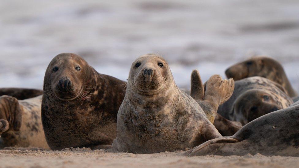 Seals in Norfolk