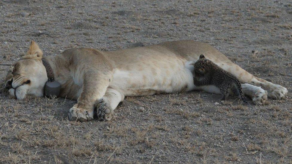 The lioness lies down with her eyes closed as the leopard cub feeds