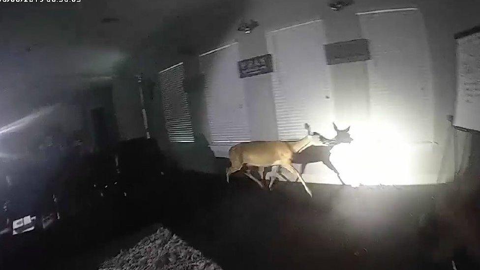 Deer in the house