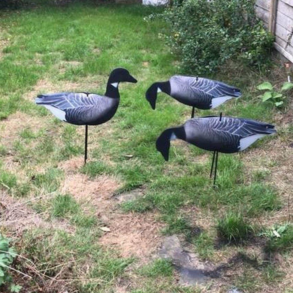 Decoy geese