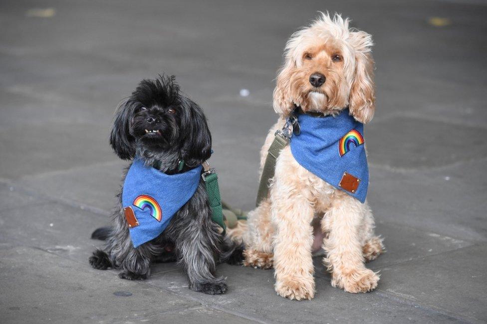 Two dogs outside Chelsea and Westminster Hospital were dressed for the occasion