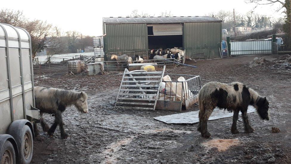 horses on farm in Coity, Bridgend