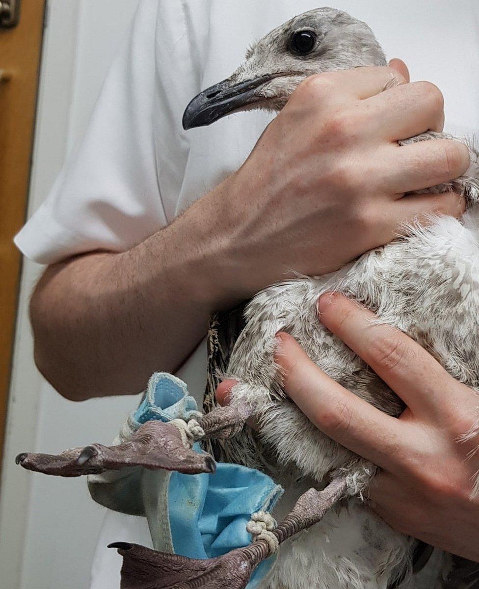 Gull with face mask caught around legs