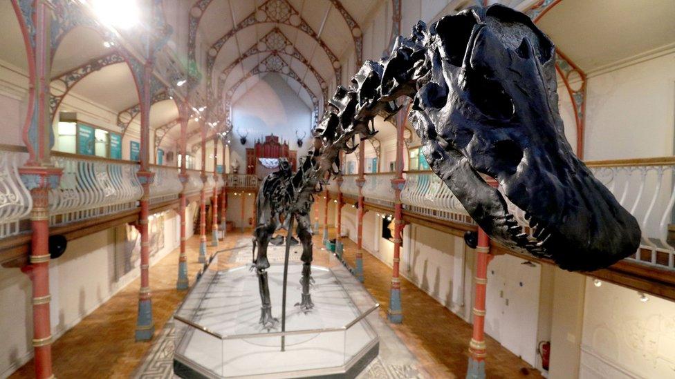 Dippy on display