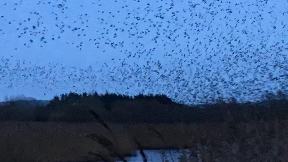 Murmuration Somerset Levels