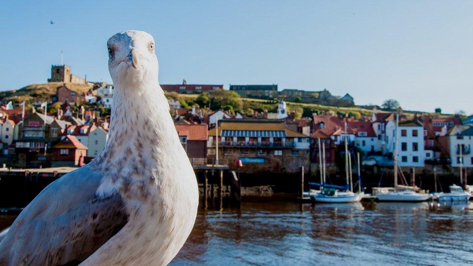 Seagull in Whitby