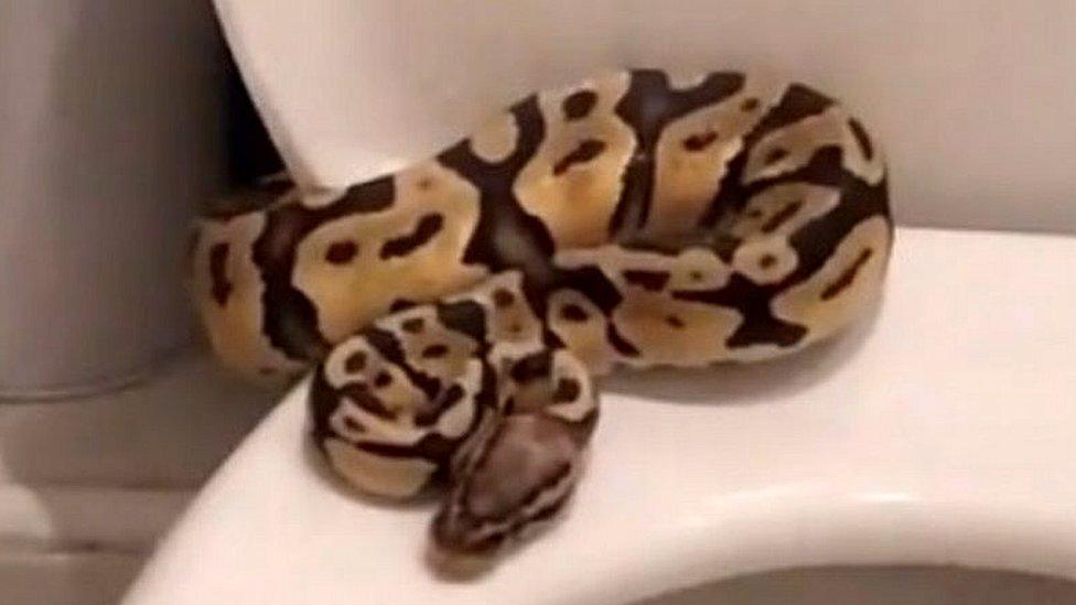 Royal python snake