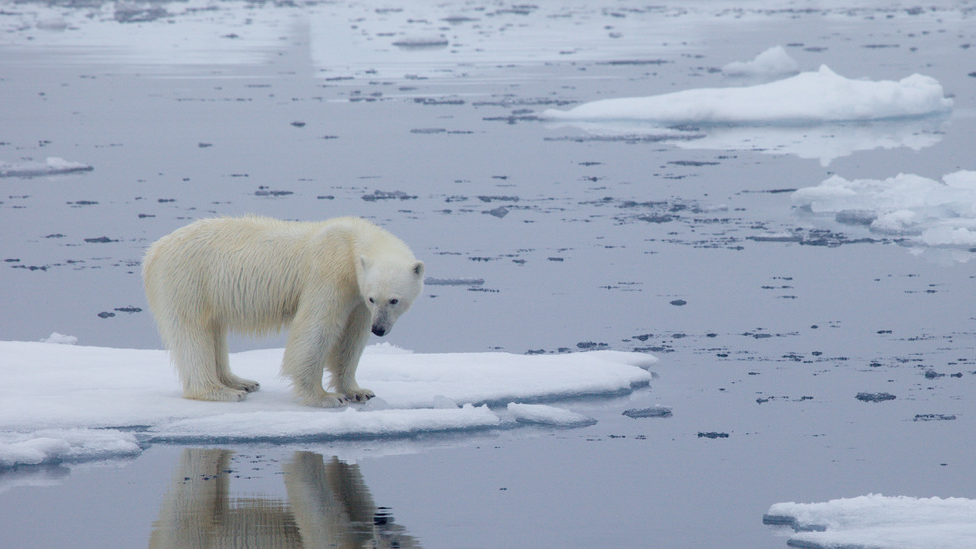 Polar bear on ice