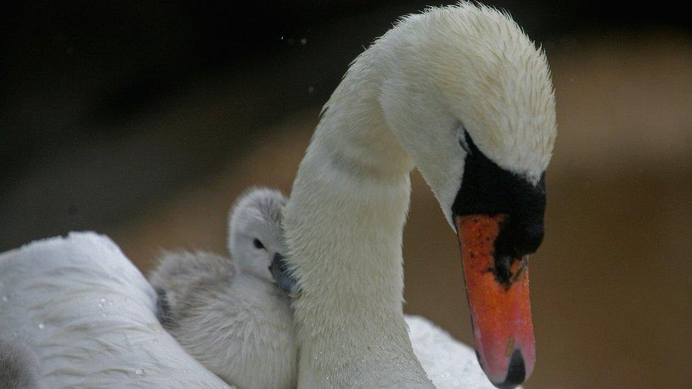 Swan and cygnet