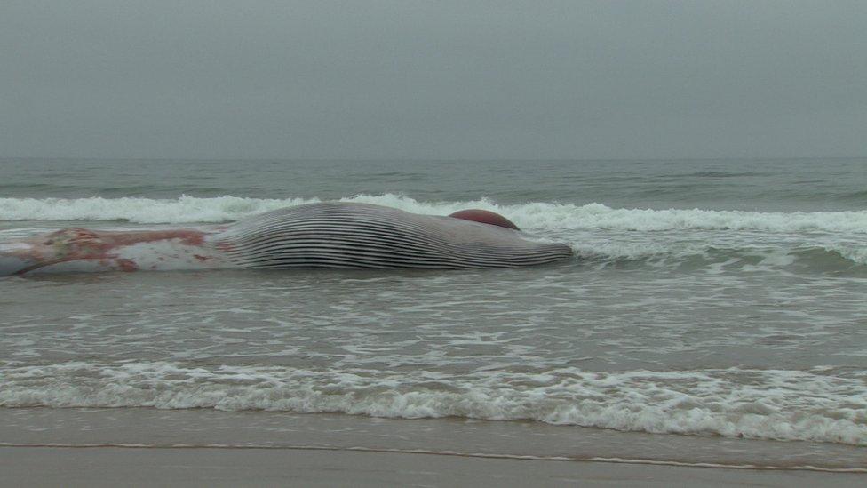 Fin whale