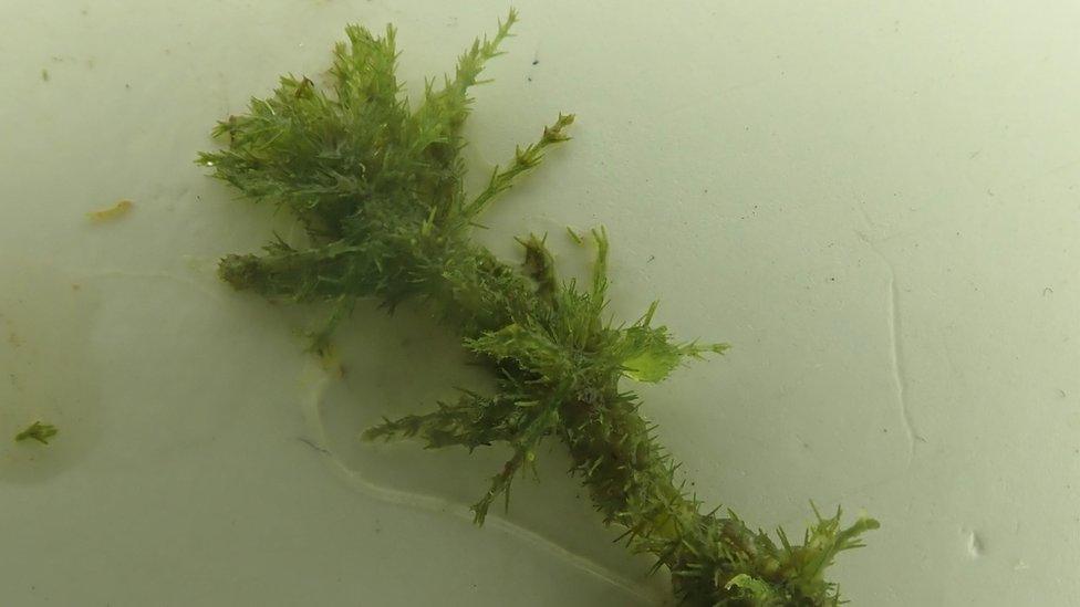 Rare bearded stonewort