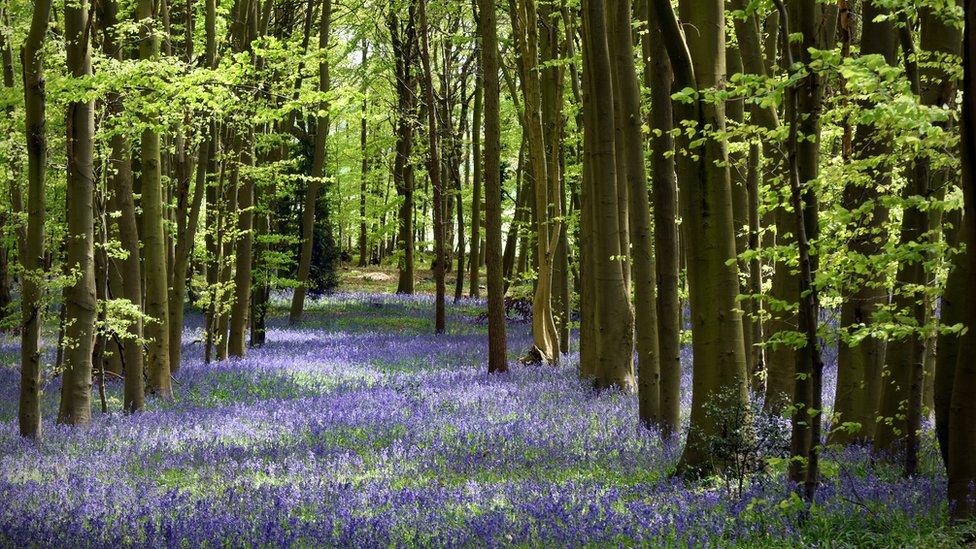 Bluebells