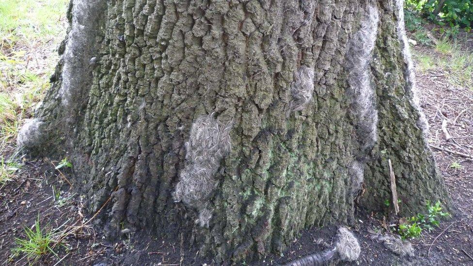 Oak Processionary Moth nest