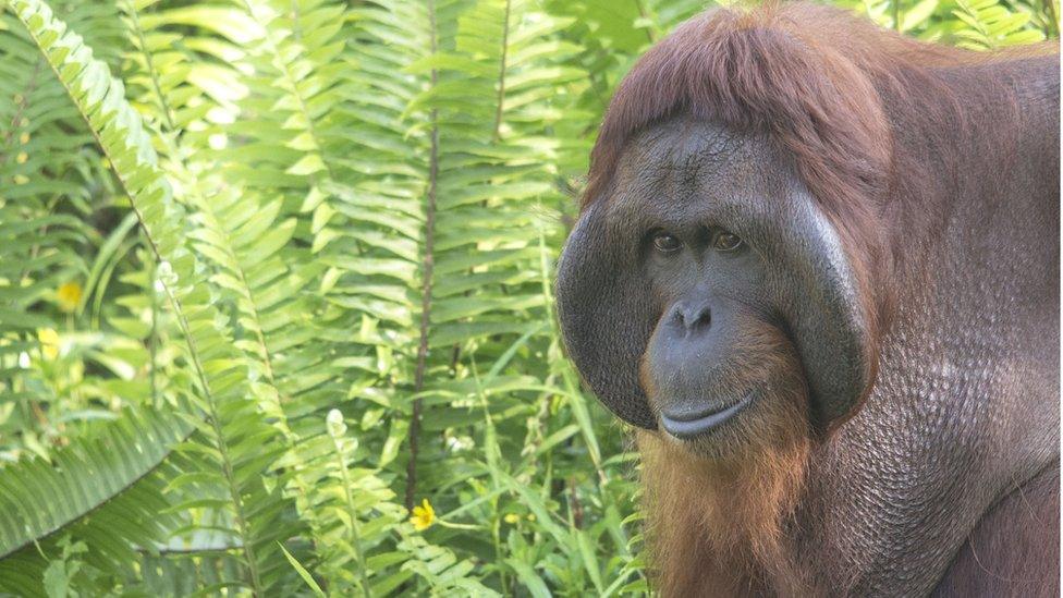 The park’s orangutan population could be as large as 1,000-2,000