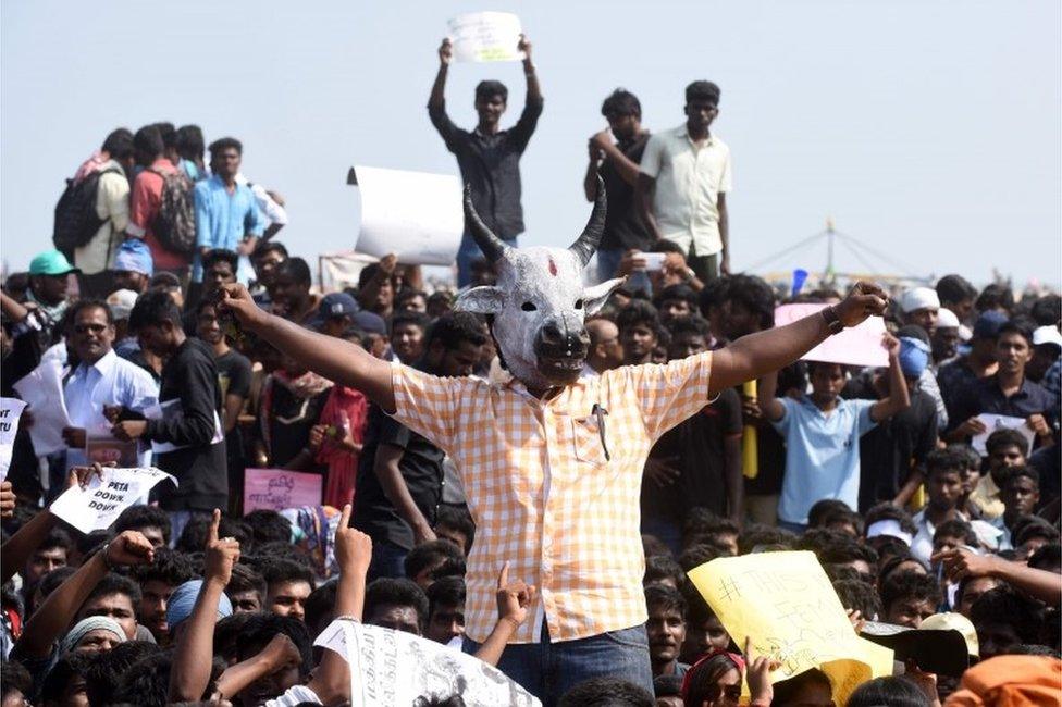 Indian students shout slogans and hold placards during a demonstration against the ban on the Jallikattu bull taming ritual, and calling for a ban on animal rights organisation PETA, at Marina Beach at Chennai on January 19, 2017.