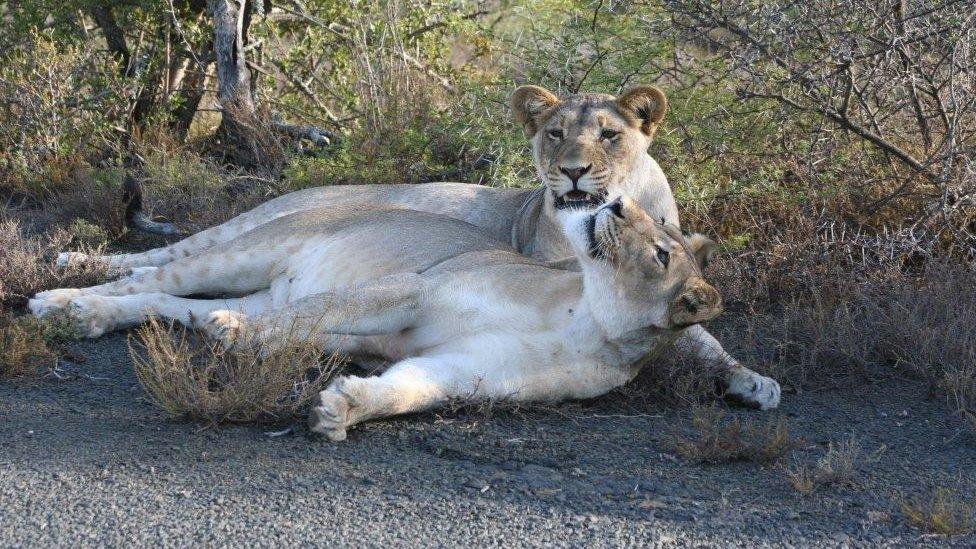 Lionesses