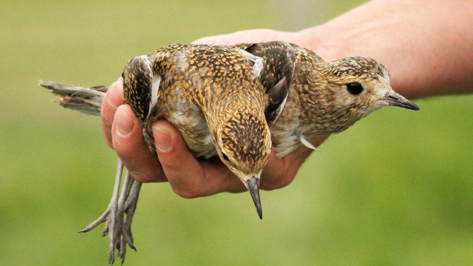 Hatched birds