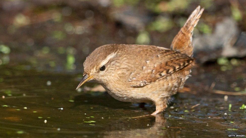 A wren