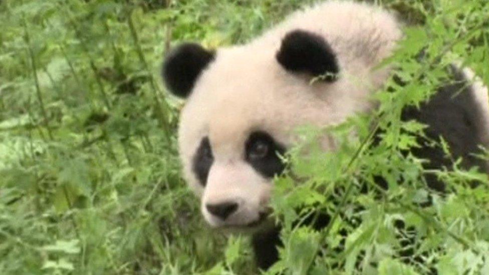 Hua Jiao, a giant panda