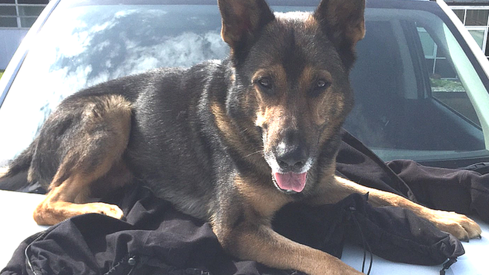 Finn on police car