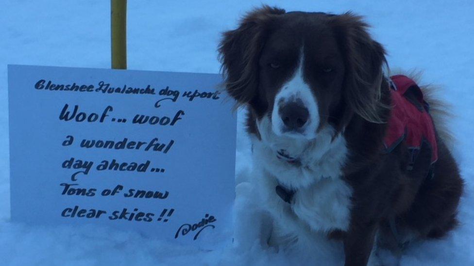 Bodie the dog sitting next to a sign on which is written a weather forecast