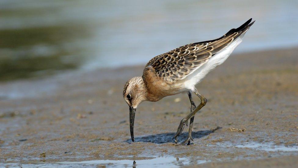 Curlew sandpiper