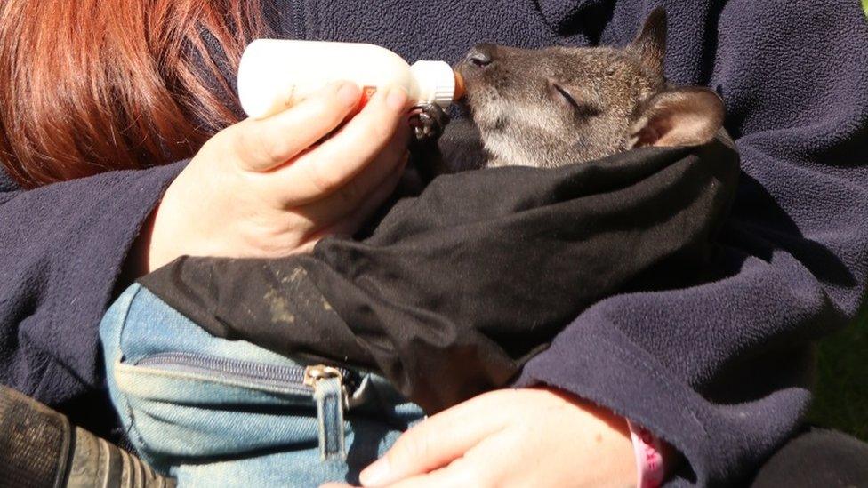 Baby wallaby at Longleat, Wiltshire