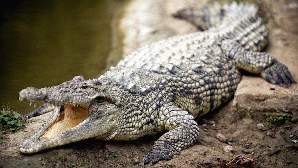 Crocodile