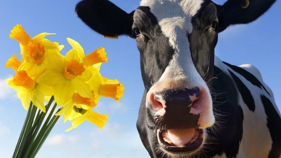 Cow and daffodils