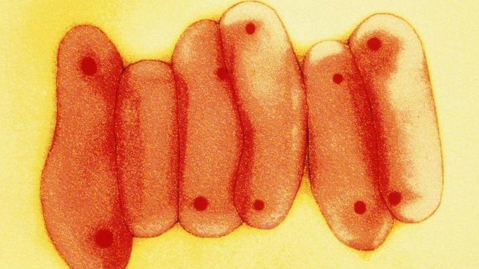 Tuberculosis bacteria