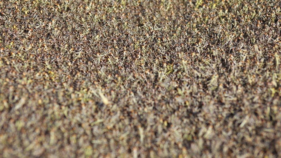 Locusts covering the ground in Ceel-Gaal village, in Salal region, Somaliland.