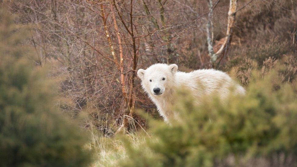 Polar bear cub Hamish