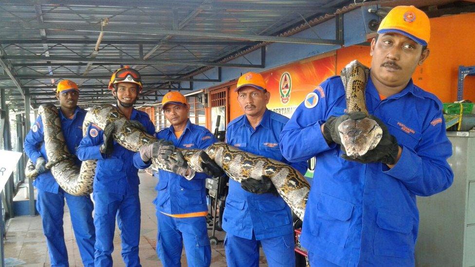 Malaysian python