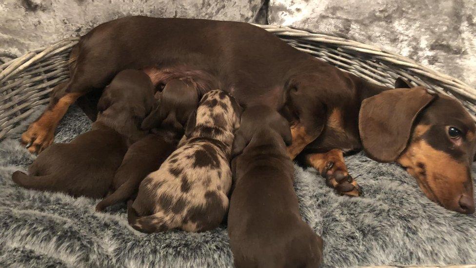 Dachshund Lily feeding her puppies