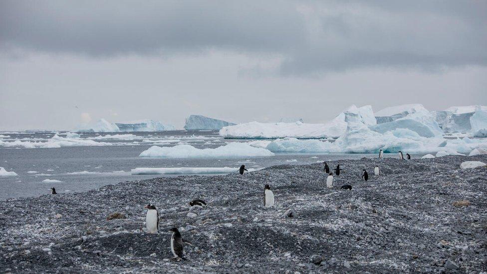 Penguin colonies in the Antarctic.