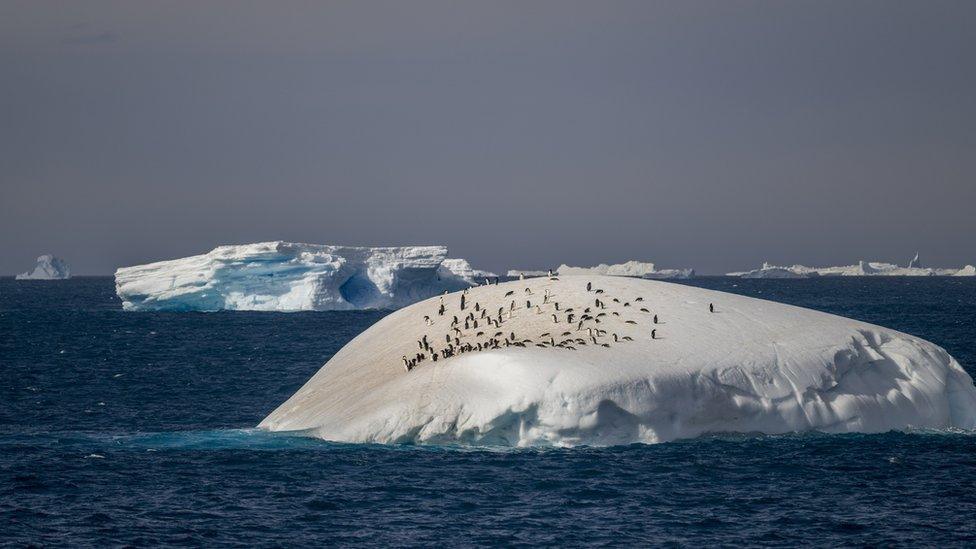 A tabular iceberg with Adelie penguins on top near Paulet Island in the Weddell Sea, Antarctica