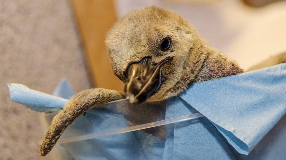 Humboldt chick at Longleat