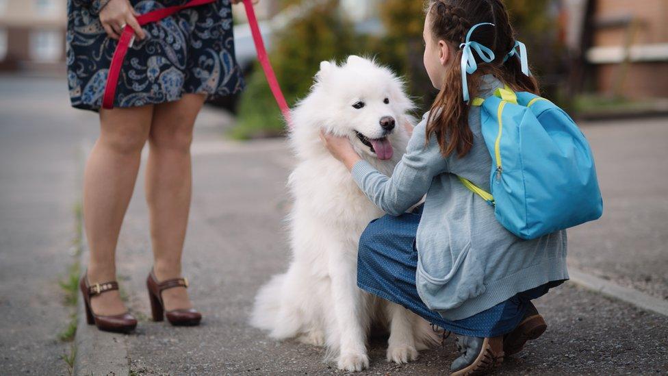 Child greeting dog.