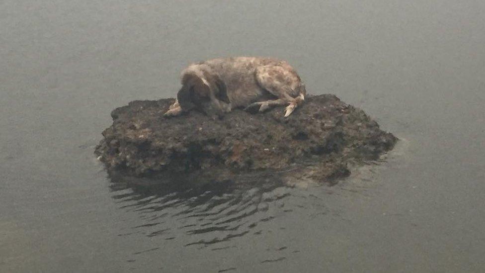 A dog on a rock surrounded by water after escaping wild fires in Greece